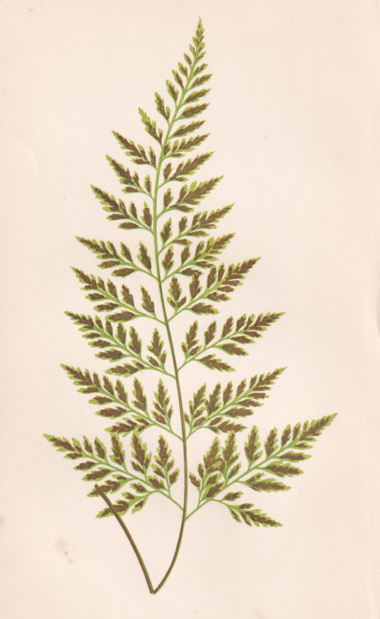 Asplenium Adiantum-Nigrum