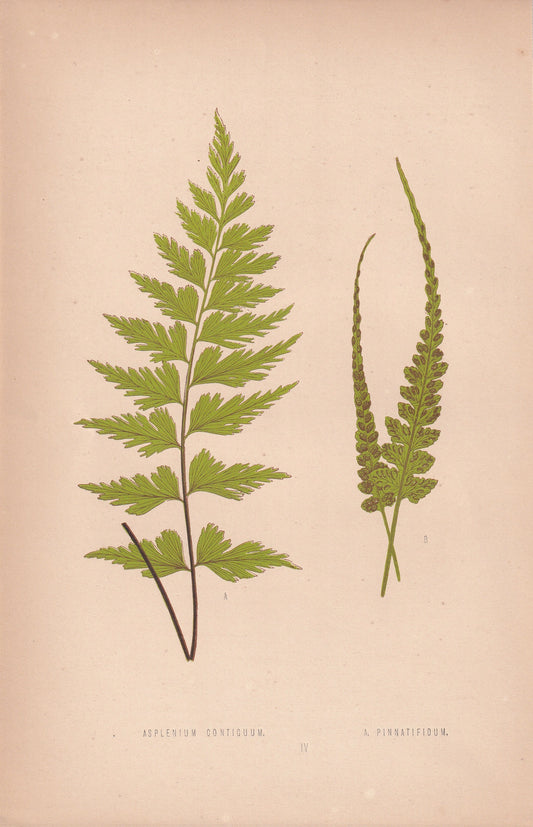 Asplenium Contiguum