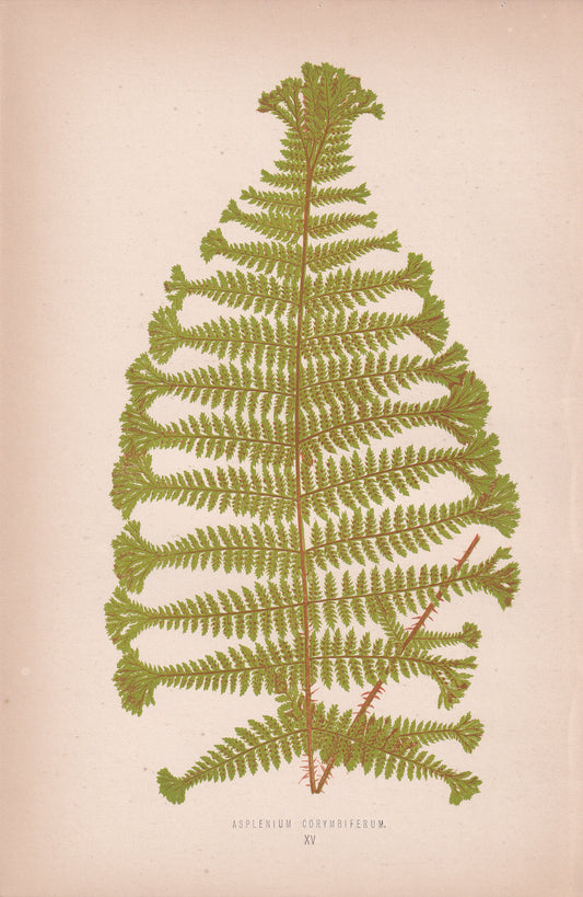 Asplenium Corymbiferum