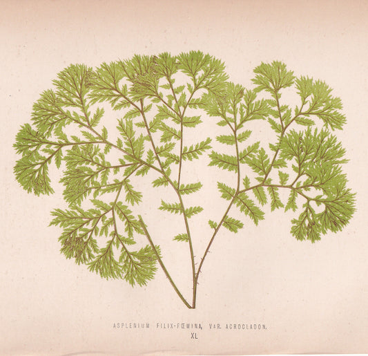 Asplenium Filix-Foemina, Acrocladon.