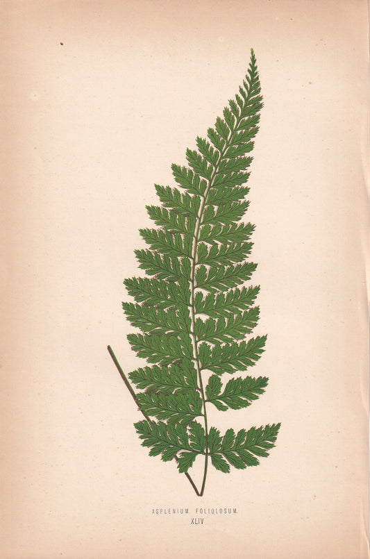 Asplenium Foliolosum.