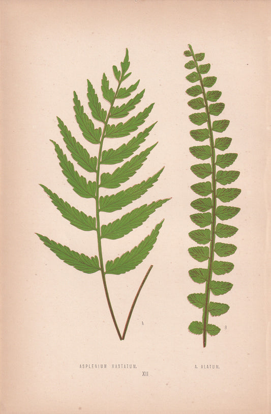 Asplenium Hastatum