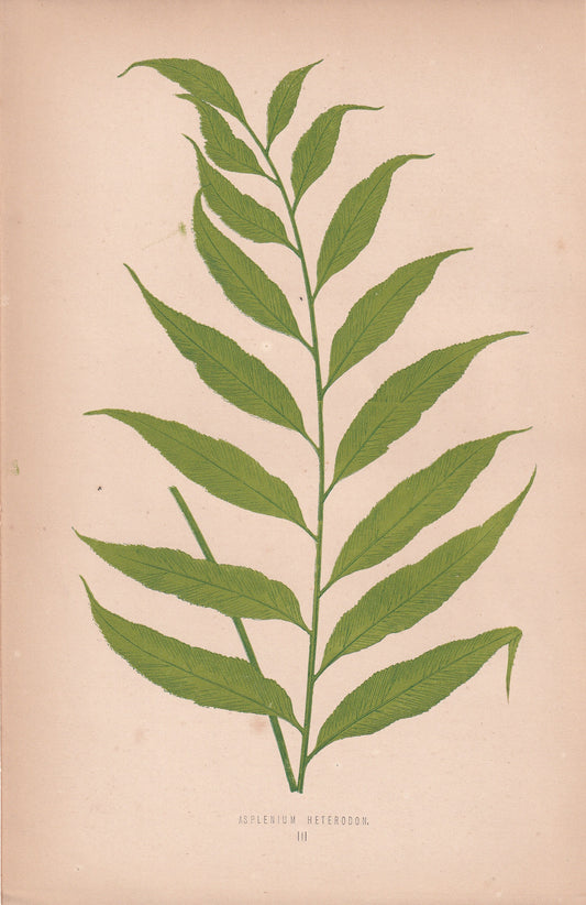 Asplenium Heterodon