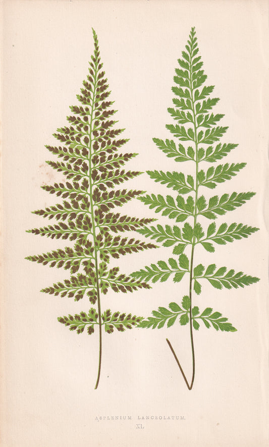 antique botanical prints
vintage botanical prints
botanical prints antique
antique flower prints
vintage flower prints
antique botanical art
vintage botanical art
antique plant prints
vintage plant prints