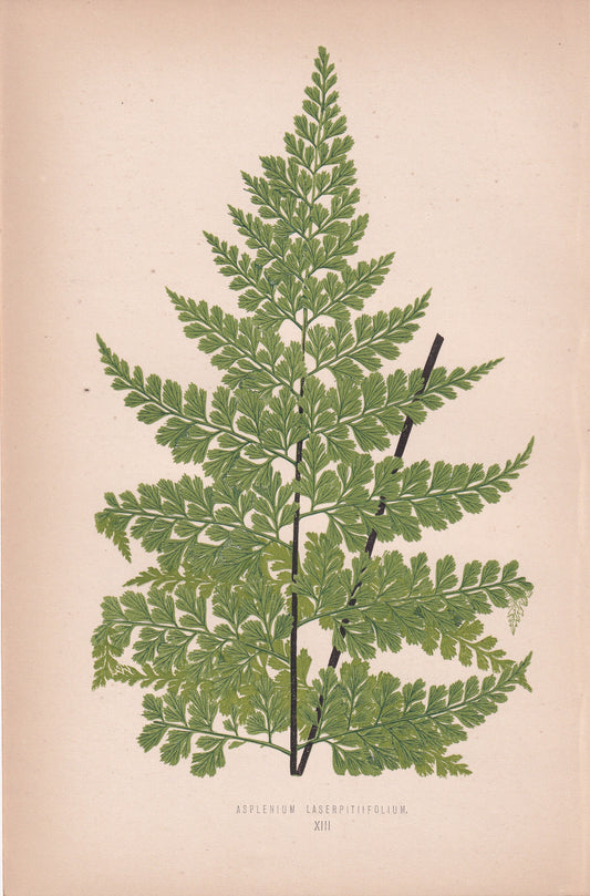 Asplenium Laserpitiifolium