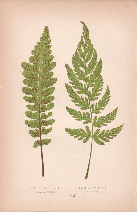 Asplenium Marinum, Var. Interruptum