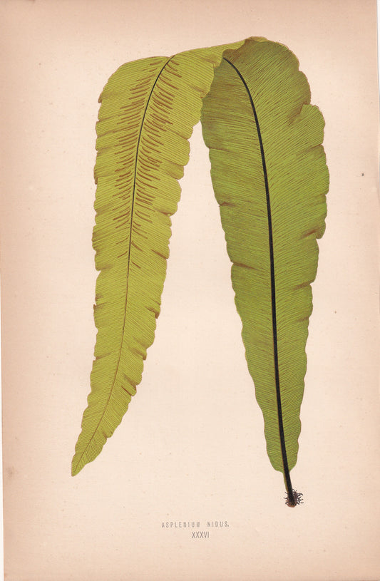 Asplenium Nidus