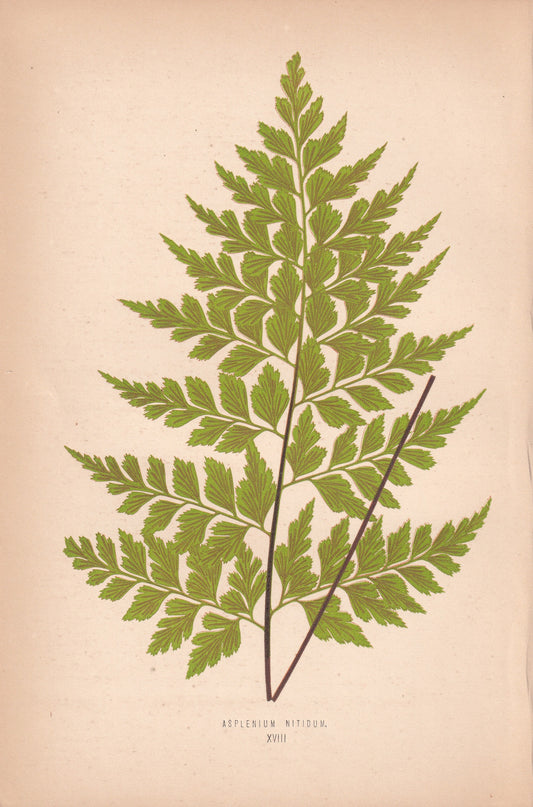 Asplenium Nitidum