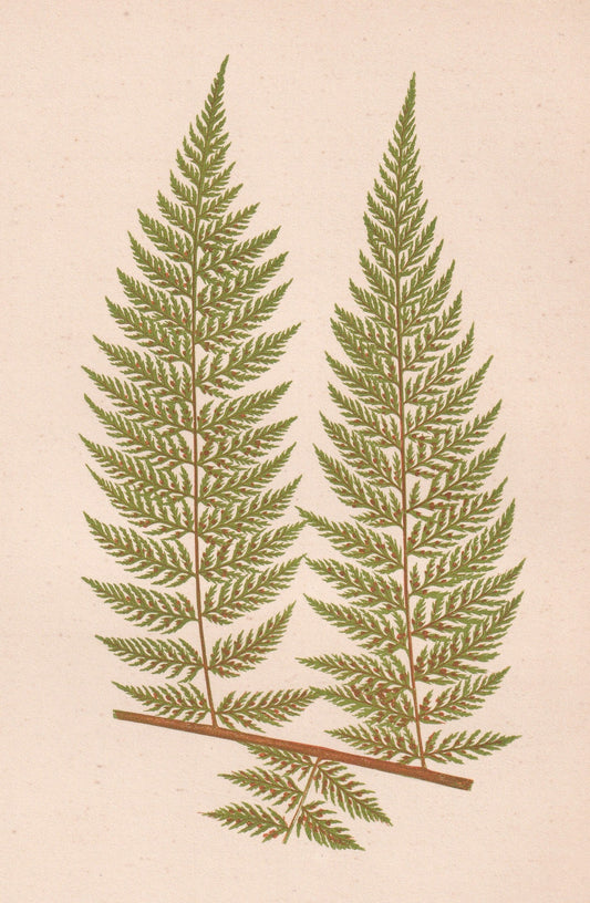 Asplenium Plumosum