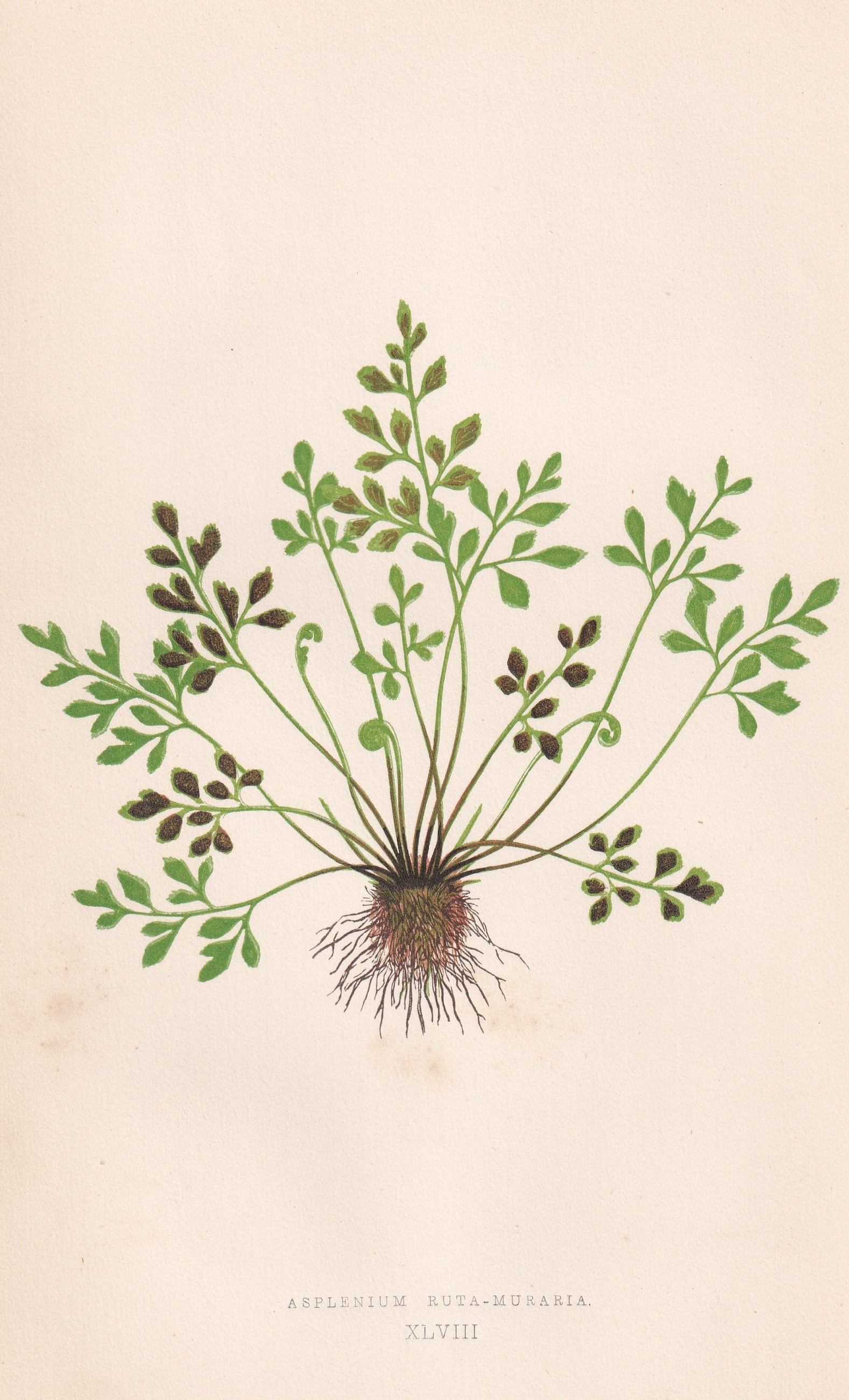 antique botanical prints
vintage botanical prints
botanical prints antique
antique flower prints
vintage flower prints
antique botanical art
vintage botanical art
antique plant prints
vintage plant prints