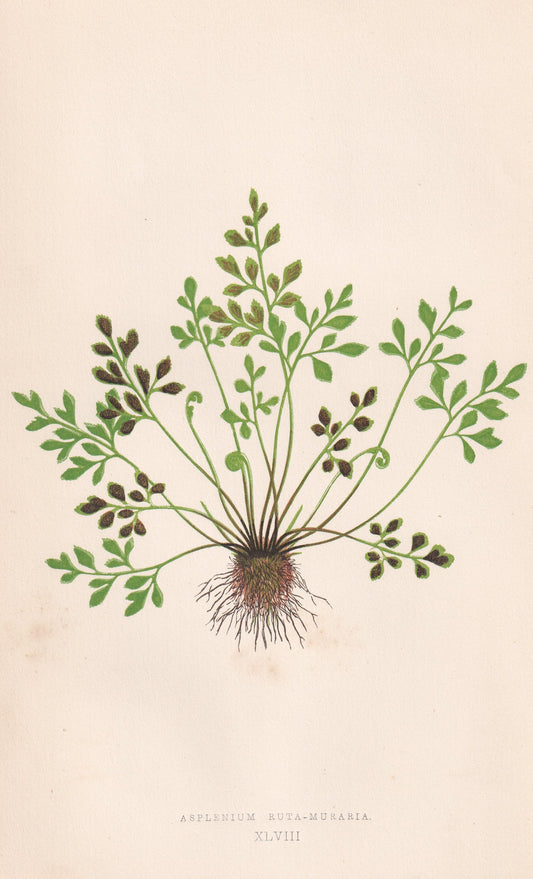 antique botanical prints
vintage botanical prints
botanical prints antique
antique flower prints
vintage flower prints
antique botanical art
vintage botanical art
antique plant prints
vintage plant prints