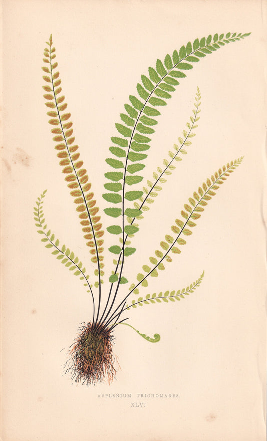 antique botanical prints
vintage botanical prints
botanical prints antique
antique flower prints
vintage flower prints
antique botanical art
vintage botanical art
antique plant prints
vintage plant prints
