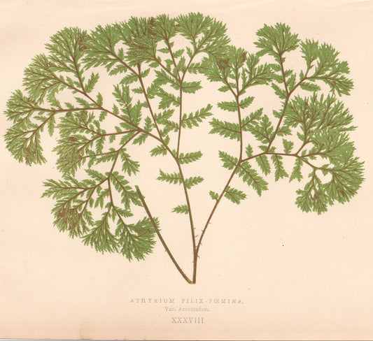 antique botanical prints
vintage botanical prints
botanical prints antique
antique flower prints
vintage flower prints
antique botanical art
vintage botanical art
antique plant prints
vintage plant prints