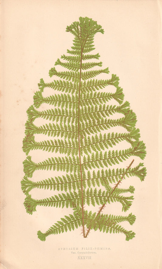 Athyrium Filix-Femina, Var. Corymbiferum.