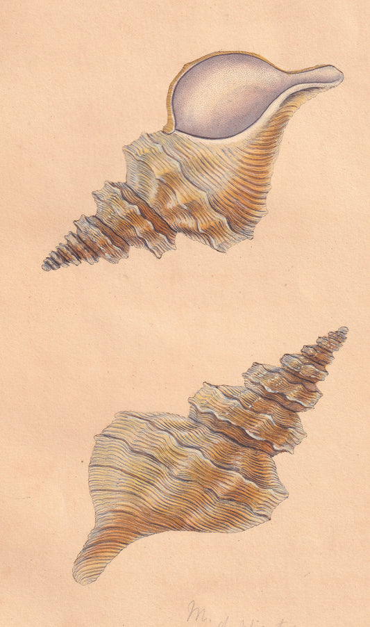 Atiquated Murex