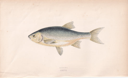 Azurine