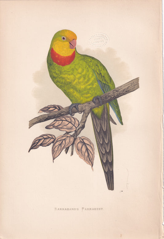 Barraband's Parrakeet