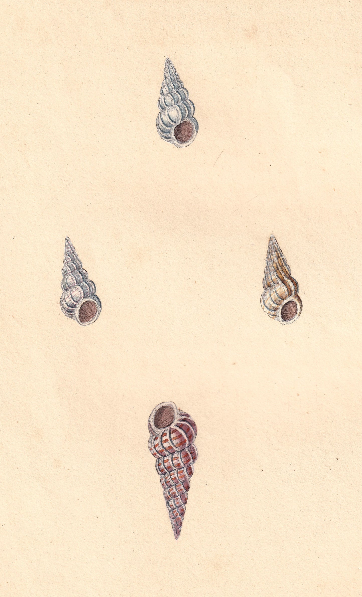 Barred or False Wentletrap