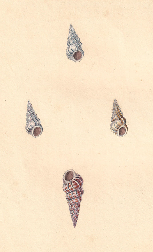 Barred or False Wentletrap