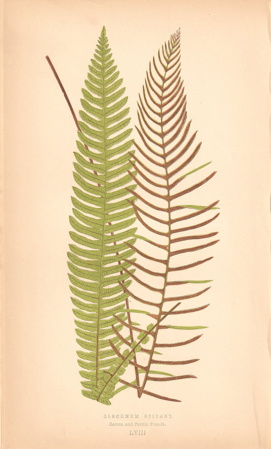 antique botanical prints
vintage botanical prints
botanical prints antique
antique flower prints
vintage flower prints
antique botanical art
vintage botanical art
antique plant prints
vintage plant prints