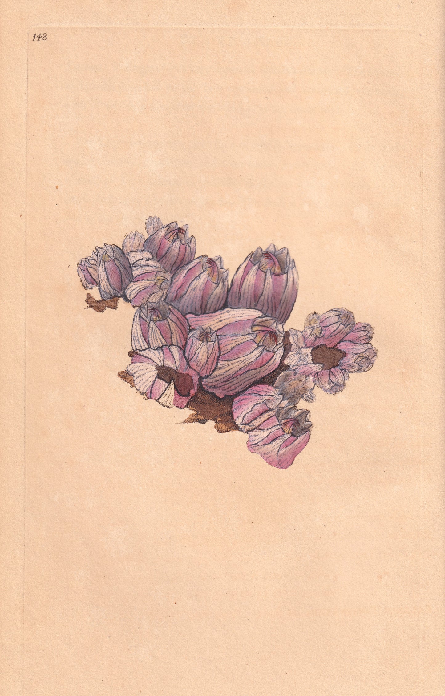 Bell Acorn Shell