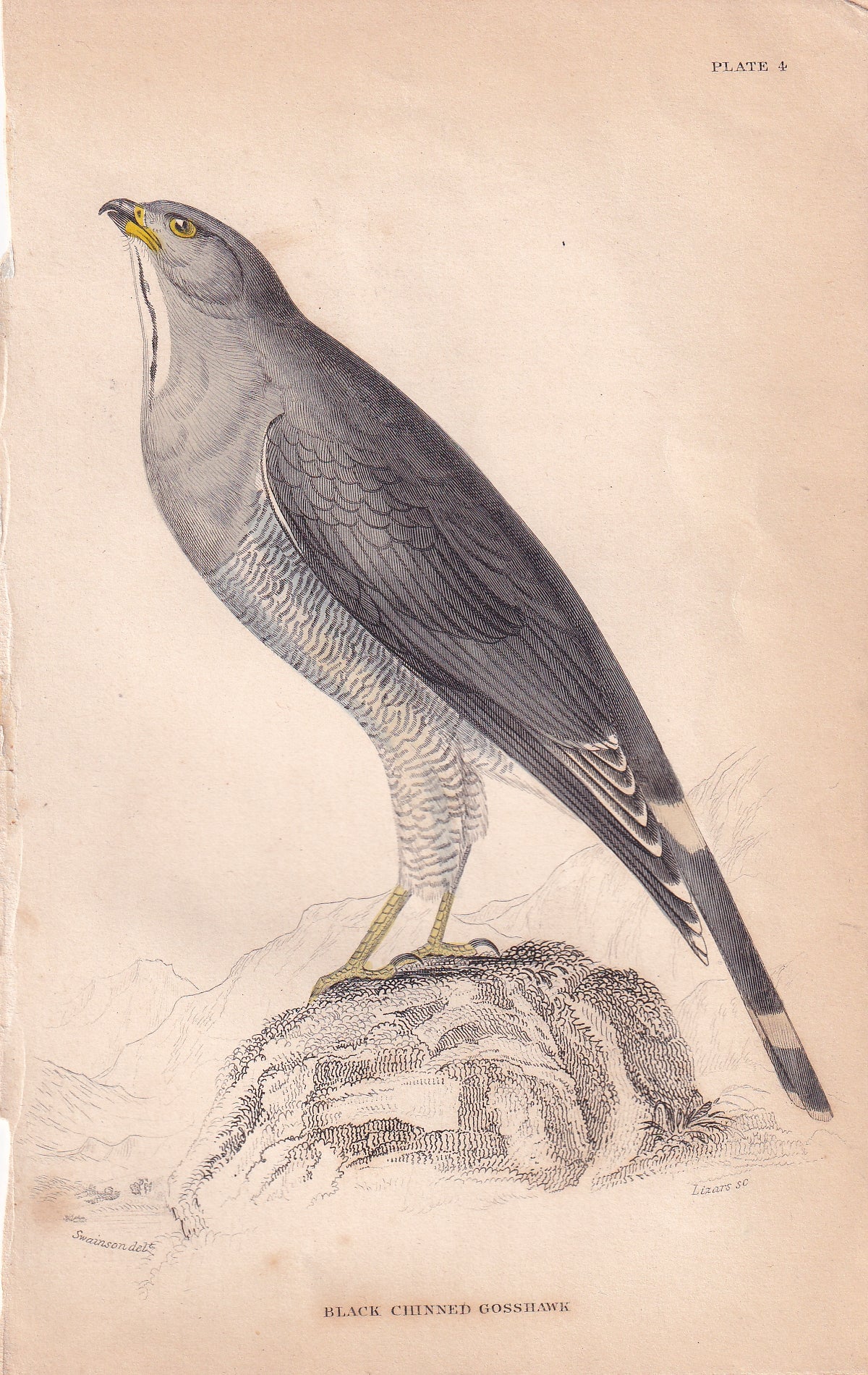 Black Chinned Gosshawk