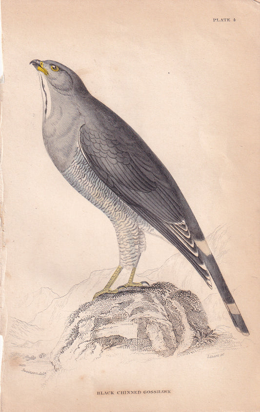 Black Chinned Gosshawk