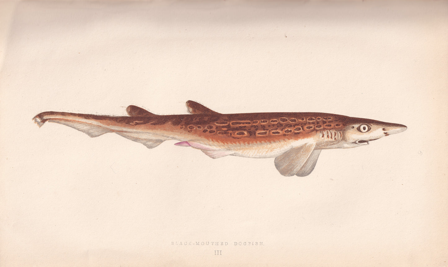 Black Mouthed Dogfish