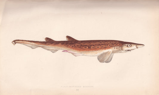 Black Mouthed Dogfish