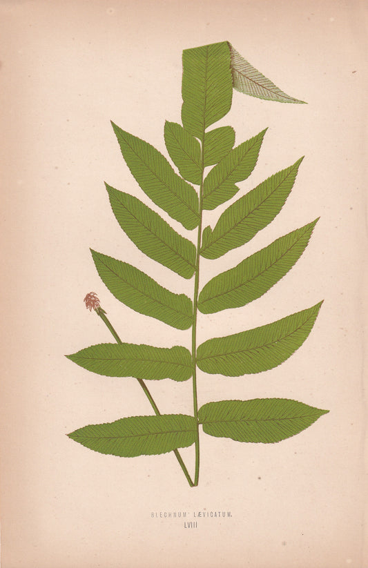 Blechnum Laevigatum