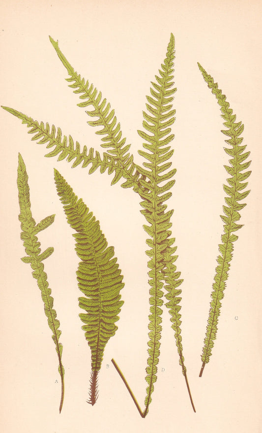 Blechnum Spicant
