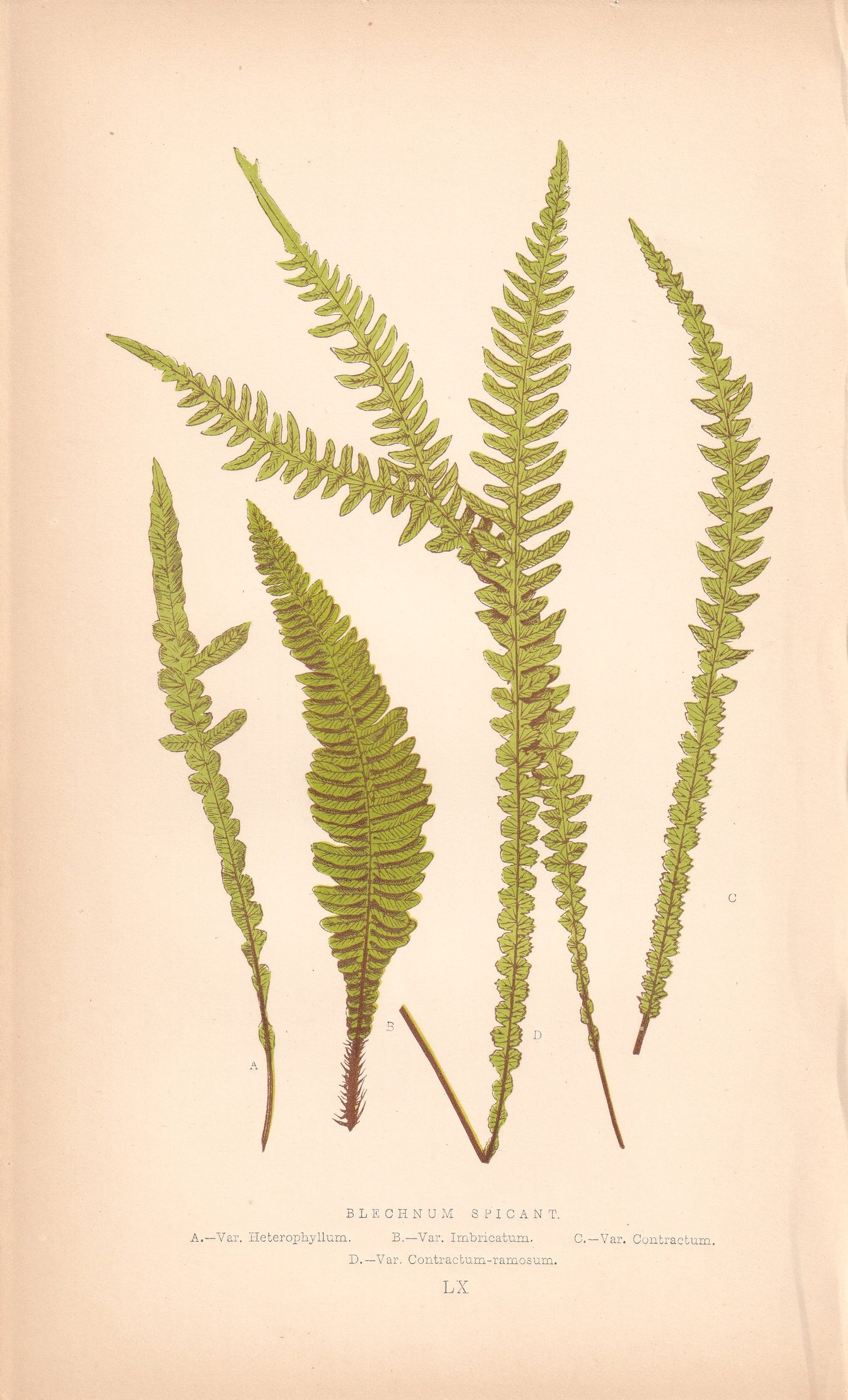 Blechnum Spicant