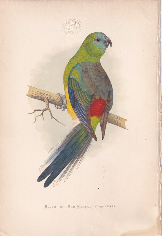 Blood or Red-Rumped Parrakeet