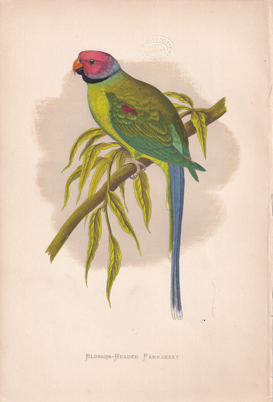 Blossom Headed Parrkeet