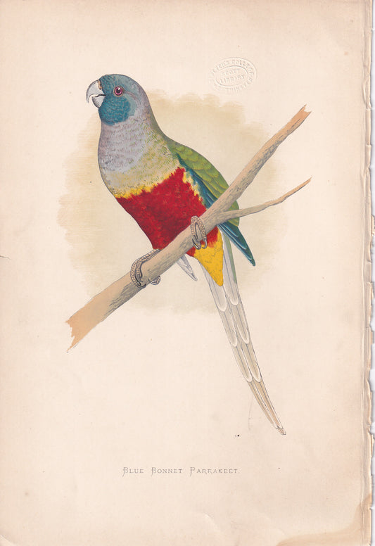 Blue Bonnet Parrakeet