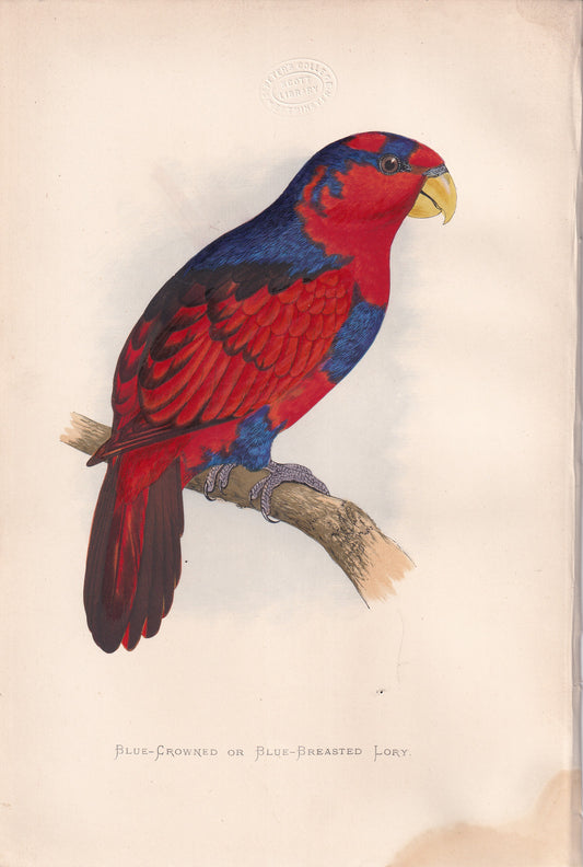 Blue Crowned Or Blue Breasted Lory