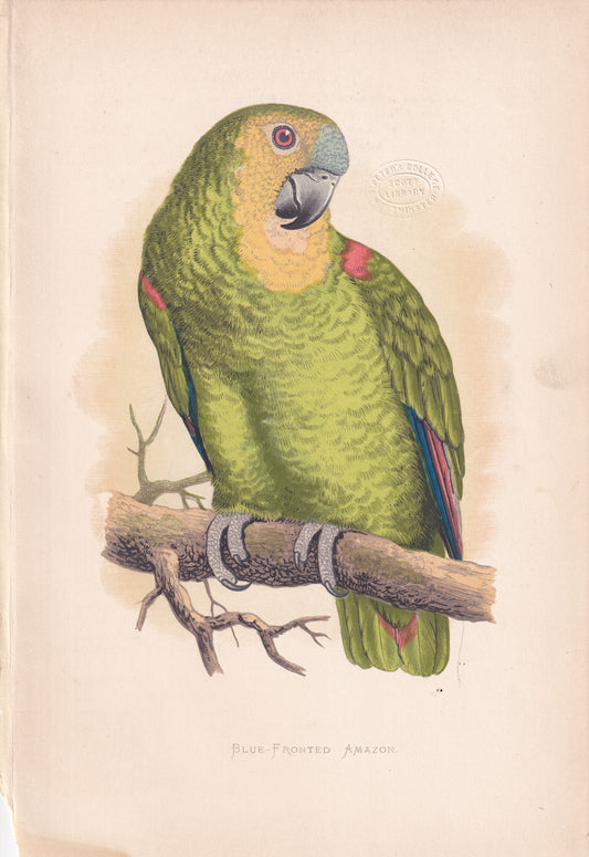Blue Fronted Amazon
