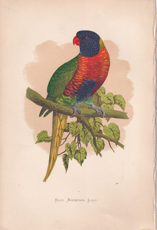 Blue Mountain Lory