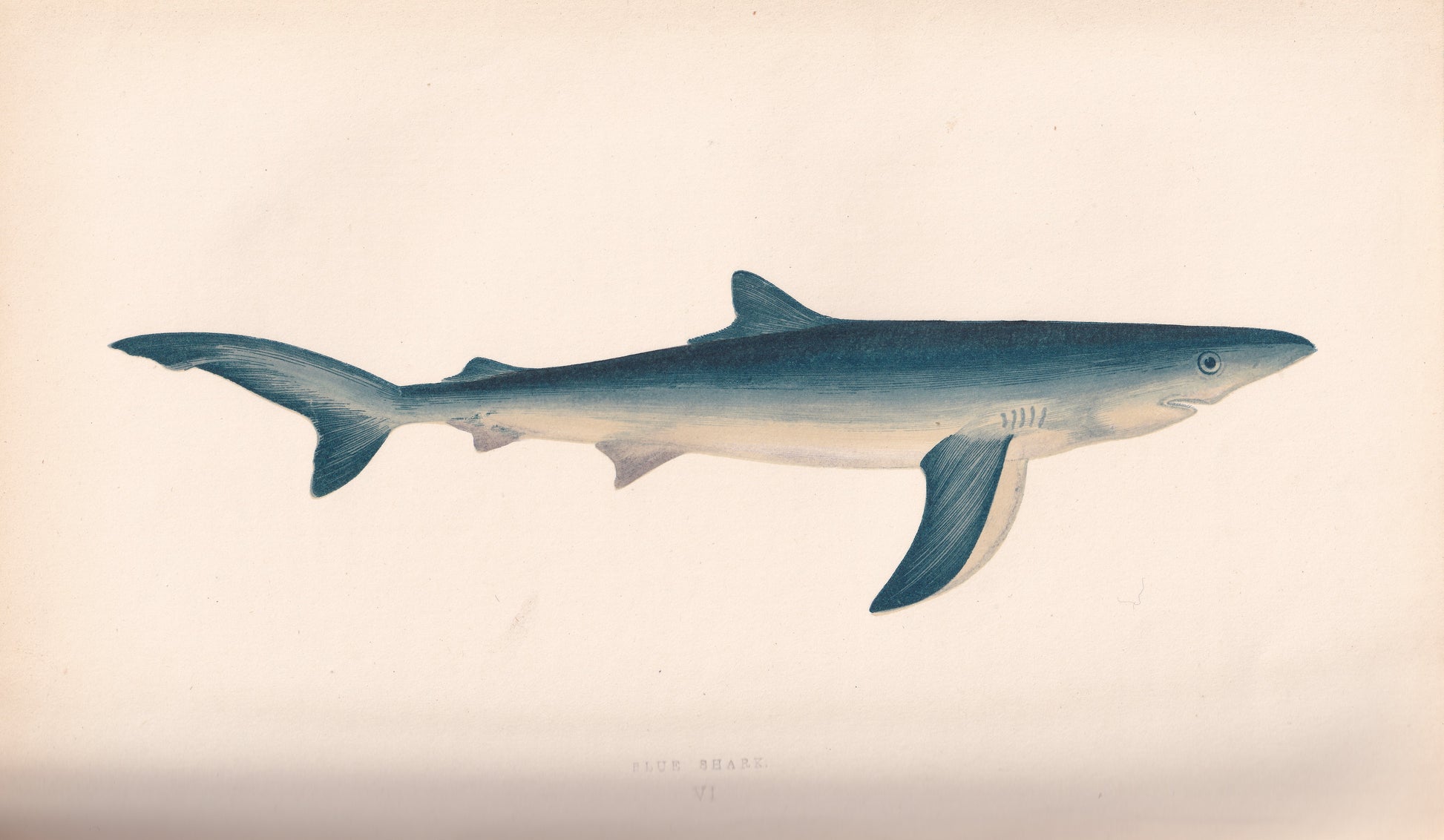 Hand coloured fish prints, Antique fish prints, Vintage fish prints, Original fish prints, Hand-colored ichthyology prints, Fish art prints, Fish lithographs, Fish engravings 