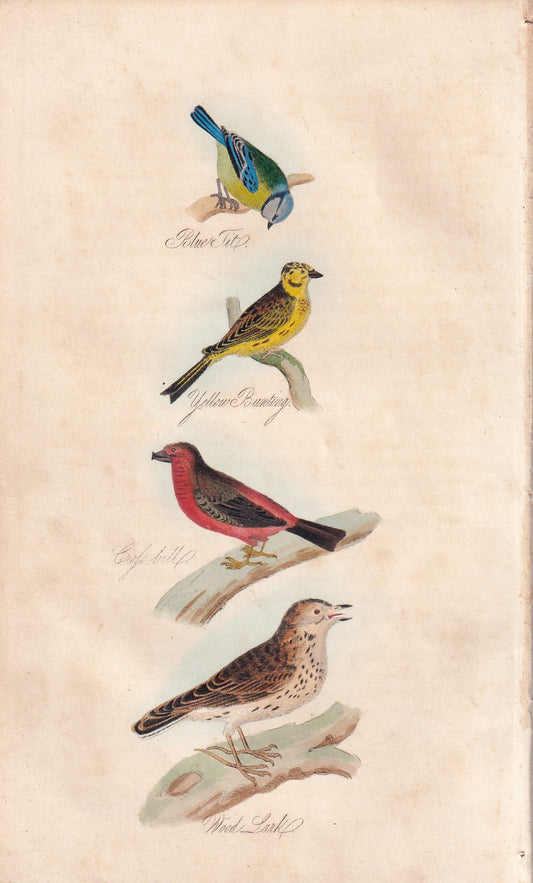 Blue Tit, Yellow Bunting, Crossbill and Wood Lark