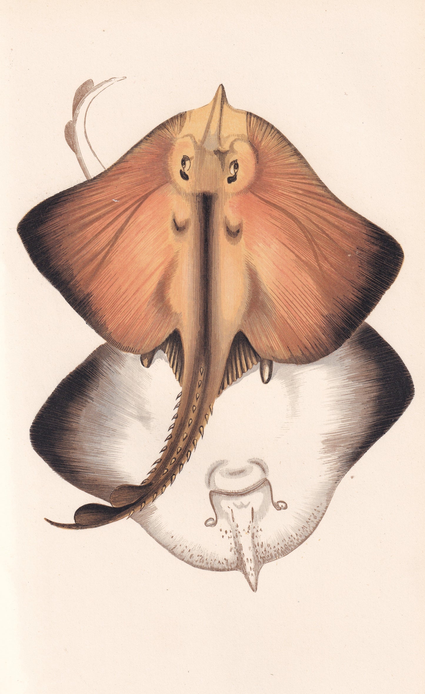 Hand coloured fish prints, Antique fish prints, Vintage fish prints, Original fish prints, Hand-colored ichthyology prints, Fish art prints, Fish lithographs, Fish engravings 
