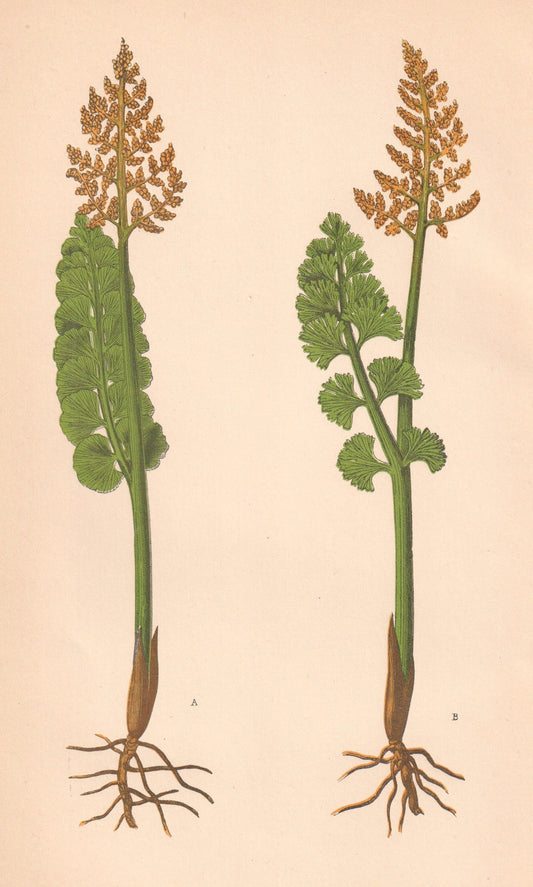 antique botanical prints
vintage botanical prints
botanical prints antique
antique flower prints
vintage flower prints
antique botanical art
vintage botanical art
antique plant prints
vintage plant prints