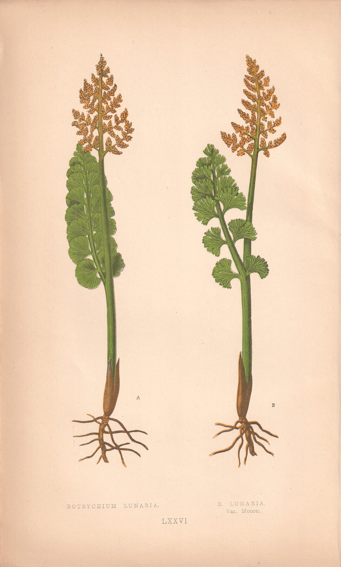 Botrychium Lunaria