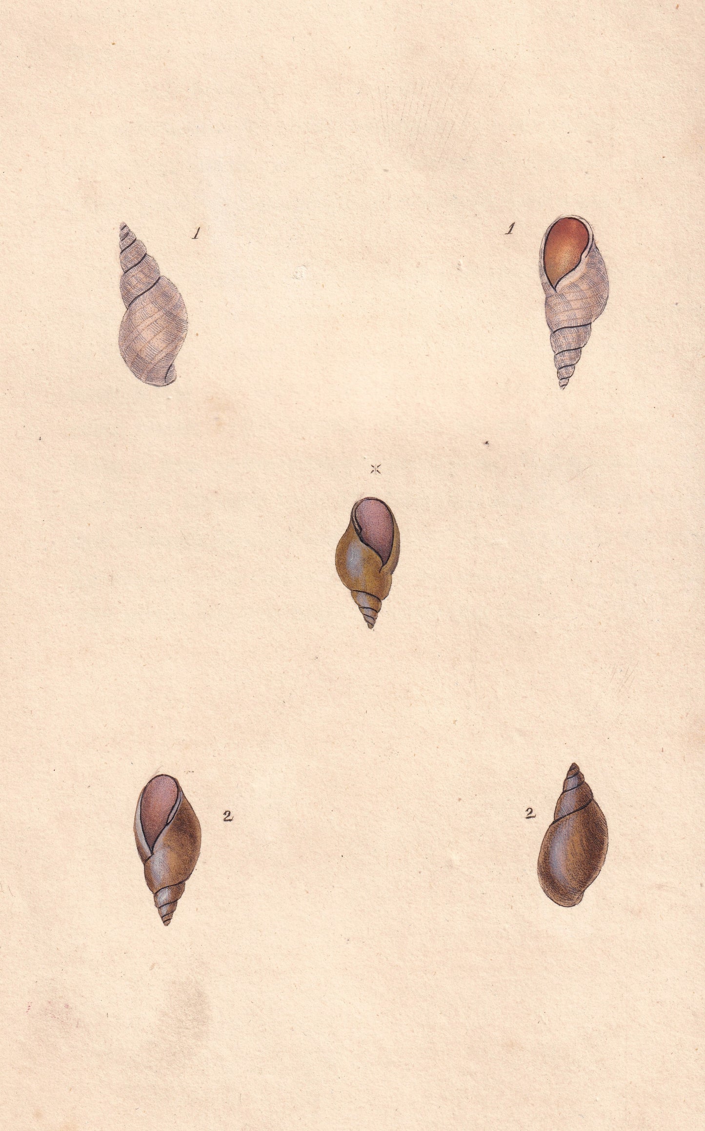 Brittle River Snail
