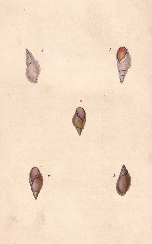 Brittle River Snail