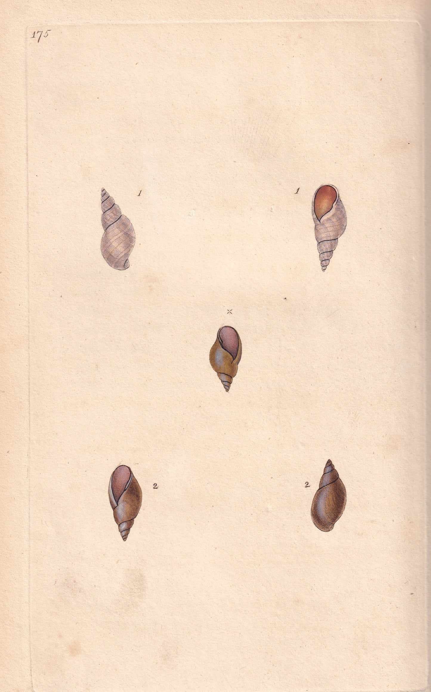 Brittle River Snail