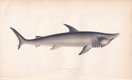 Broad-Headed Gazer