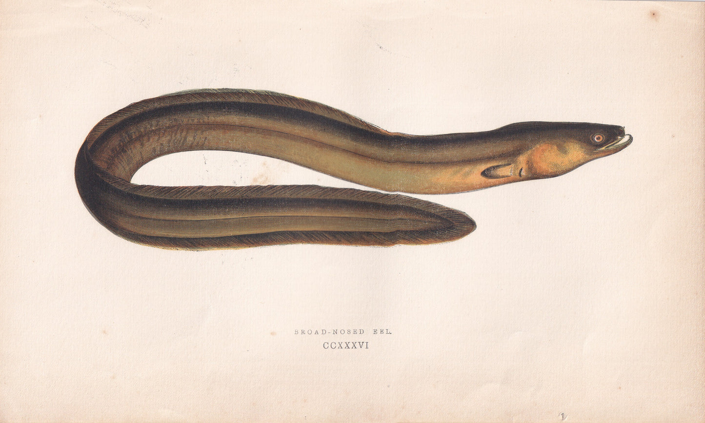 Broad-Nosed Eel
