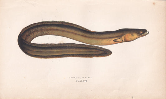 Broad-Nosed Eel