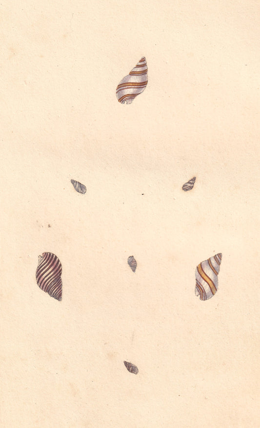 Buccinum Lineatum